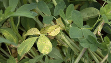 1Fungicide_ph