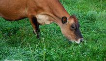 1GrassFed_ph