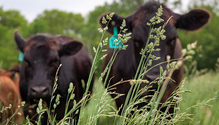 1GrassMaturity_ph