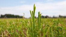 1Grass_ph