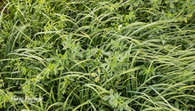 1Grass_ph