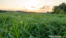 1Grasses_ph