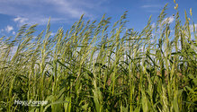 1Grasses_ph