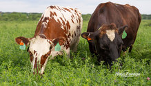 1Graze-Alfalfa_ph