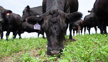 1GrazingAlfalfa_ph