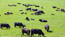 1Grazing_ph