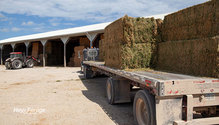 1HayDown_ph
