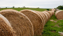 1HayLovers_ph