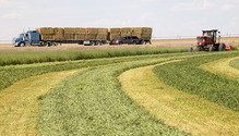 1HayPrice_ph