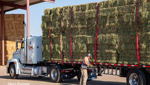 1HayPrices_ph