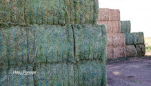 1HayPrices_ph