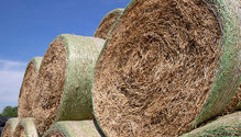 1Hay_ph