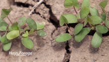 1LSAlfalfa_ph