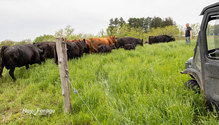 1MoveCattle_ph