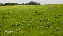 1NewSeeding_ph