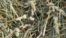 1Orchardgrass_ph