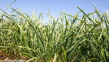1Orchardgrass_ph