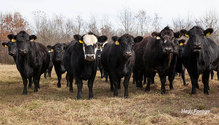 1Overgrazing_ph