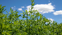 1PerfectAlfalfa_ph