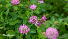 1RedClover_ph