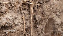 1Roots_ph