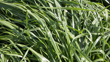 1Ryegrass_ph