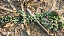 1Seeding_ph