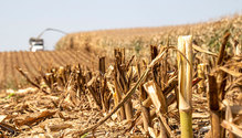 1Silage_ph