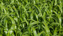 1Sorghum_ph