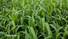 1Sorghum_ph