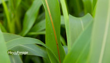 1Sorghum_ph