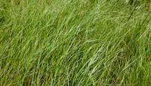 1Teff_ph