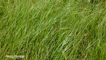 1Teff_ph