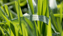 1Triticale_ph