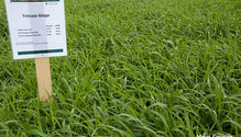 1Triticale_ph1