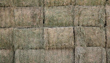1USDA_ph