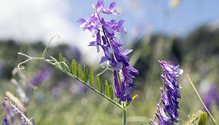 1Vetch_ph