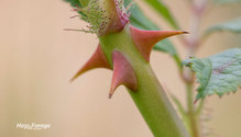 1Weeds_ph