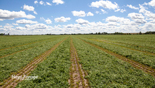 1Windrow_ph