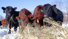 1WinterFeed_ph