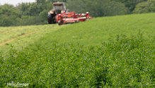 1alfalfa_ph