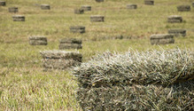 1bales_ph
