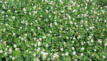 1clover_ph