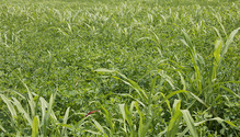 1johnsongrass_ph
