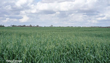 1oats_ph