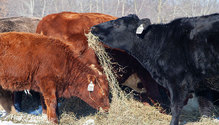 2-HayIntake_ph