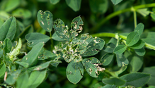 2-PestPredictions_ph