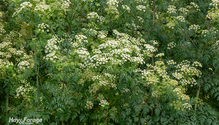 2-PoisonHemlock_ph
