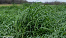 2-ryegrass_ph