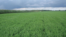 20-Alfalfa-Corn-Jennings-Florida-reduced-2b